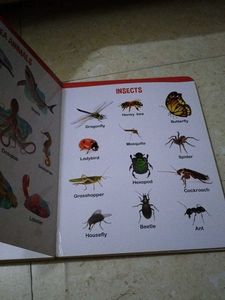 All In One Big Board Book