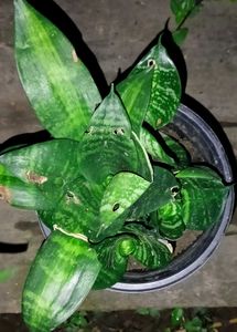 Derimiopsis Maculata, Snake , Never -never Plant