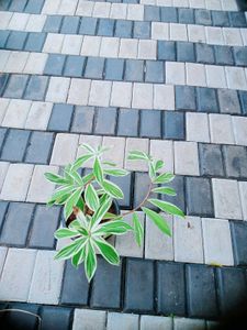 10 Live Root Plants