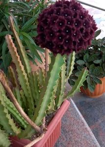 Carallumma Umbelletta