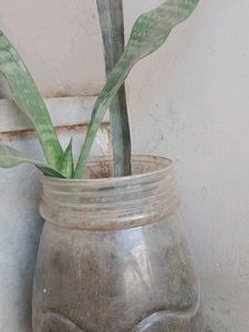 Snake Plant