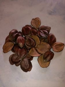 Semi and parijatha seeds
