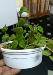 Creeper Plant