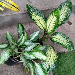 Indoor N Outdoor Plants Combo Offer