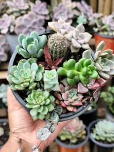 12 succulent Combo
