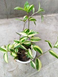 Houseplants collection combo
