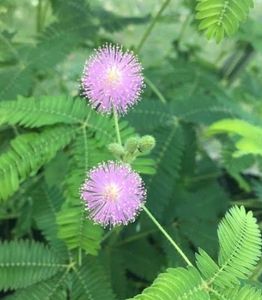 Touch Me Not Plant Seeds( A Pack Of 50)
