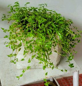 Turtle Plant 🌵&amp; Pot