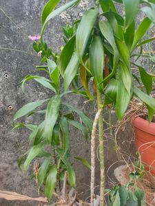 Rich Show Plant Big Size