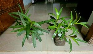 Pack 2 Moses In Cradle Plants &amp; Pot