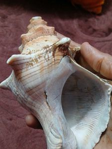 Beautiful Conch Shell