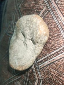 Interesting Rock Fossil Stone Value Is 20$