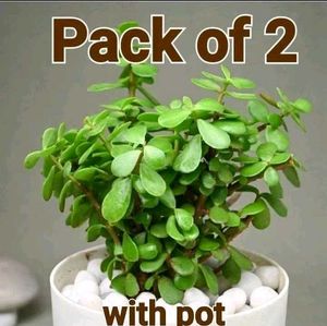 2 Jade Plant With Pot