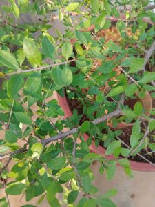 mehandi plant seeds
