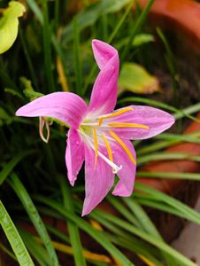 Combo Of Rain Lily Bulbs &amp; Seeds