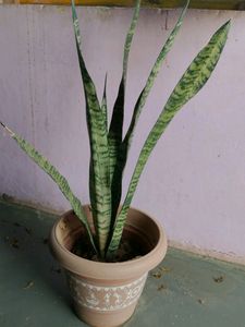 Snake Plant