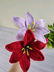Beautiful Lily Flowers