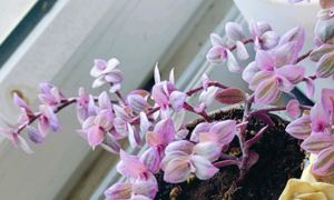Tradescantia Pink Panther Plant With Small Pot