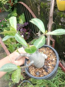 Adenium Arabicum Live Plant (Gc)