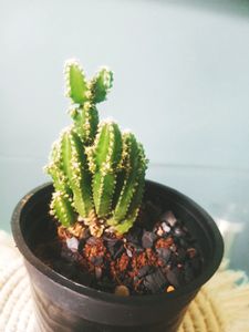 Fairy Castle Cactus
