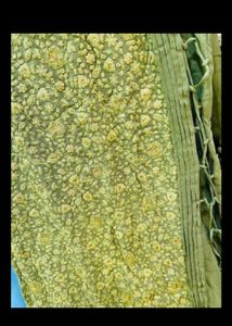 Green Anarkali Chikankari Work