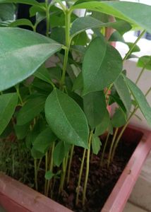 5 Jamun Plants