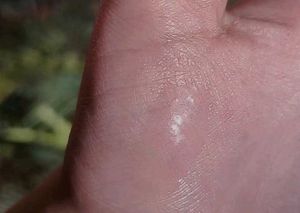 Cherie Beauty Clear Lip gloss