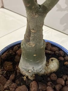 Bonsai  Adenium