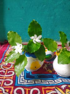 Hand-Painted Plant Pot 🤍💚❤️🌺🌹🌼