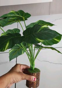 Modern Plant Stand