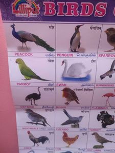 Birds Chart For Kids