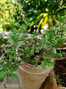 Aromatic Dhavanam / Maruvam Live Plant