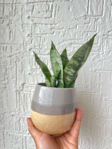 Live Snake Plant Desk Size Pot