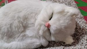 Sleeping Cat Plush Toy with Press Simulation Sound