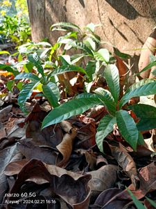 Egg Fruit Plant