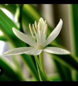 Set 3 Chlorophytum laxum &amp; Turtle Plants