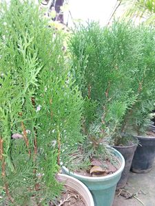 Morpankhi Plant (Pack Of 2)