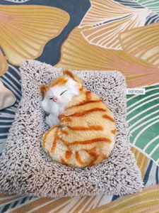2 Cat