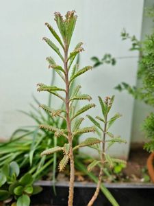 Mother of Millions Plant Bare Root