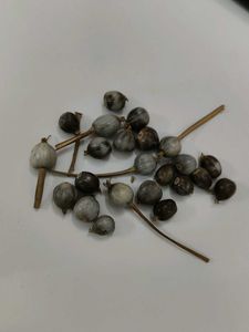 Vaijantimala Seeds