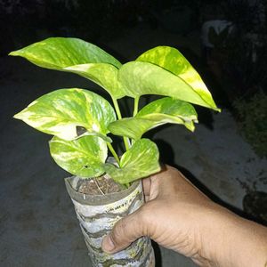 Combo Of 3 Plants @ Low Price