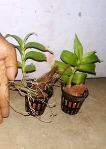 Orchid Dendrobium Apphylum