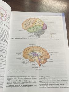Clinical Neuroanatomy Vishram Singh For Mbbs