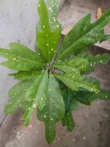 Freash Nd Healthy Croton Doted Plant With Room