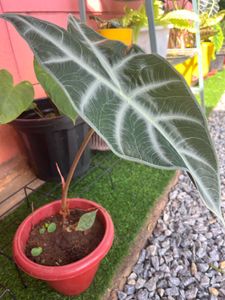 Alocasia longiloba same plant