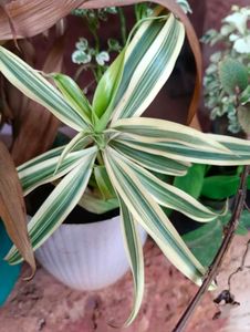 10 New Plants