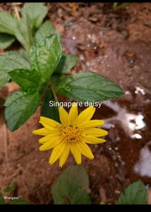 Combo Of Any 4 Plants
