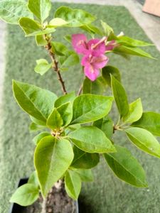 Bourgainvilleas Combo