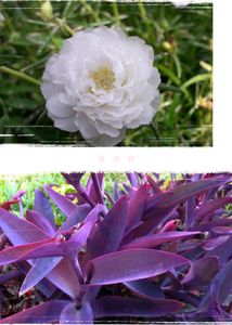 Naubajiya /Portulaca, 9 O Clock white Plant Heart plant Combo Offer