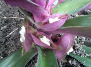 Combo Of 3 Plants